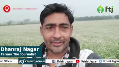 जानिए Barish के पानी से नष्ट होने से कैसे बचाएं Dhaniya की फसल
#corianderleaves #agriculture #farmers #dhaniya