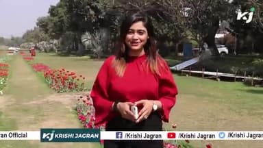 दिल्ली में उतर आया नीदरलैंड | Tulip फेस्टिवल | फूलों का गुलदस्ता बना आकर्षण का केंद्र
#tulipfestival #ndmc #delhi
