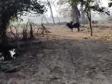 #छुट्टा सांड बड़ी समस्या है किसानों के लिए सरकार से आग्रह है कोई ठोंस कदम उठाया जाए ताकि निजात मिल पाए इस समस्या से