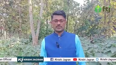 बैंगन की खेती में समस्याओं से लेकर प्रॉफिट तक जानें सब कुछ
#BrinjalFarming #agriculture #farming
