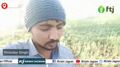 मसूर की शानदार उपज के लिए Fertilizer का कितना प्रयोग करें
#krishijagran #masoorfarming #agriculture