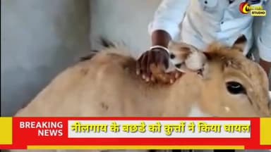 निवाई: जंगलात में नीलगाय को किया घायल वन विभाग टीम ने उपचार कर संजय वन में छोड़ा #Newai #फॉरेस्ट #Forest