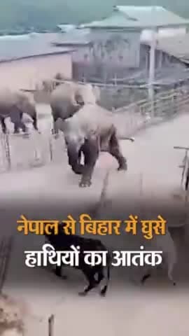 गोपालगंज: नेपाल से बिहार में घुसे हाथियों का आतंक, किशनगंज में घर तोड़े#indianews#gopalganjnews101#news#todaynews
