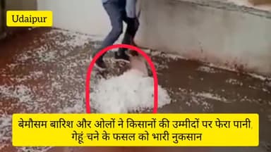 UDAIPUR: बेमौसम बारिश और ओलों ने किसानों की उम्मीदों पर फेरा पानी, गेहूं-चने के फसल को भारी नुकसान #udaipurnews