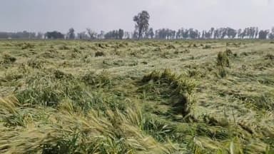 भारी बारिश व ओलावृष्टि के कारण गेहूं की फसल हुई बर्बाद सरकार से मुवावजे की अपील #julana_khabar #sirsa_kheri