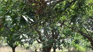 पेड़ पर चढ़ कर आम तोड़ने का मज़ा ही अद्भुत है
#आम #mango #mangoes #mangoseason #किसान #किसानपुत्र #kisan
#छत्तीसगढ़िया #छत्तीसगढ़ #chhattisgarh #cg #BhupeshBaghel #chhattisgarhiya #ChhattisgarhNe