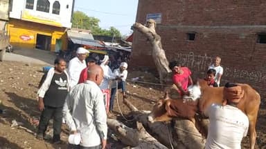 अंबाह: श्री छत्रपति हनुमान जी गौशाला दाऊ की कोठी के पास अम्बाह के द्वारा किया गया अवा #ambahnews #morena #