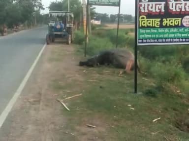 खगड़िया: bijli lagne huyi ek bhais ka maut bilji ka taar banner pole se attach tha bhais charne ke liye #bijlivibhag @