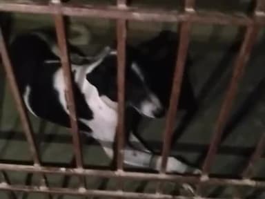 बिक्रम के ग्राम बेरी में #शिक्षक की लापवाही से #कुत्ता सरकारी स्कूल में कैद, भूख से बदहाल है कुत्ता #beri #bikram #news