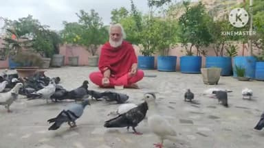 उड़ आया ऊंची मुंडेर से मेरे आपन कबूतर एक पुलक प्राणों में चितवन नयन में मधुर-मधुरतर आया मुंडेर से...
#कबूतर #kabootar #kabutar #Pigeon
