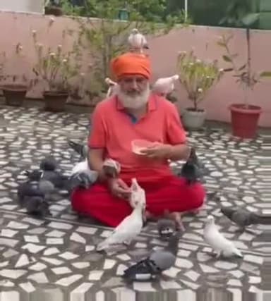 मेरे प्यारे साथी कबूतर...
#कबूतर #kabootar #kabutar #Pigeon #पक्षी #birds