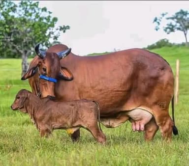मां के दुलार के आगे सृष्टि के सारे धन वैभव संपत्ति फीके हैं।
#गौमाता_राष्ट्रमाता_घोषित_ करे
#गौहत्या_बंद_करो_सरकार