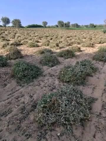 इतिहास का सबसे सूखा और गर्म अगस्त गुजरा है,,
पानी के अभाव में बहुत से स्थानों पर मूंगफली की फसल नष्ट हो गई है। किसान भाइयों से आग्रह है कांग्रेस सरकार है, बोट चाहिए तो कम करो राजस्थान प्रदेश में नेताओं को पड़कर खेत पर काम करना है, #अकाल