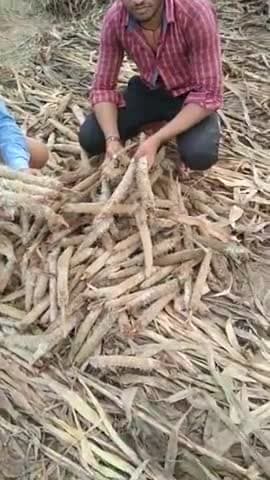गांव फुलवारा, सूती, पीपला, महचोली आदि गामो मे बारिश के कारण बाजरा की फसल पूरी तरह खराब
#abpnews_live pur_2 #abpnews_l