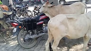 #nagrikexpressnews जखनिया तहसील में खुलेआम घूम रहे पशु #news #breakingnews #shorts #newsheadlines