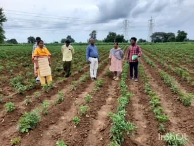 సుజాతనగర్: సుజాతనగర్ మండలం నాయకులుగూడెం తో పాటు పలు గ్రామాల్లో మిర్చి పంటలను సందర్శించిన కృషి విజ్ఞాన కేంద్రం శాస్త్రవేత్తలు