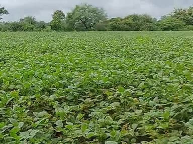चिचोली: #किसने की समस्या जरूर सुनी जाए  सरकार में बैठे सदस्य हमारे माननीय कृषि मंत्री कमल पटेल सर