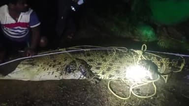 ତିିହିଡି: ଯଦୁଚନ୍ଦ୍ରପୁର ଗ୍ରାମରେ ବିଳମ୍ବିତ ରାତିରେ ଏକ ବଉଳା କୁମ୍ଭୀର ଉଦ୍ଧାର କଲା ବନ ବିଭାଗ