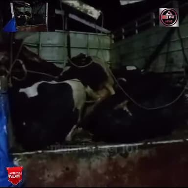 मावेशियों के साथ पिकअप जब्त। पशु तस्कर फरार।
#gopalvanjnews #gopalpur @hathuahalchal #gopalganj_news #bihar_news