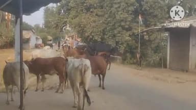 घोड़ाडोंगरी: #सरनी:सारणी क्षेत्र में आवारा पशु का चौक चौराहे मे होने से दुर्घटना का कारण बना रहता है प्रशाशन मौन@