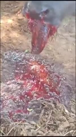रॉबर्ट्सगंज: रईया से सटे बुडी बार में भैंस ने उठाया ( गोला ) मुंह हुआ चीथड़ा #रायपुर #नगवा #ब्लाक #सोनभद्र खालियार