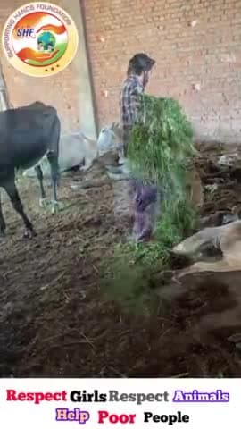 ये खड़ा नहीं हो सकता इसके पैर टूटा है 🐄
Respect Girls help poor help animals
#apsgurjar #supportingHandsFoundation