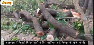 @आलमपुरा-#बिजली_विभाग द्वारा किसान के #काटे गए पेड़। @किसान को हुई #समस्या।