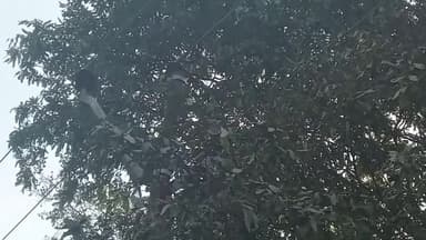 हाईटेंशन लाइन से टच हो रखे पेड बडे हादसे का इंतजार कर रहे मेरठ मे बैठे एक साइन ब्रहमपाल सिह #PVVNL #uppcl