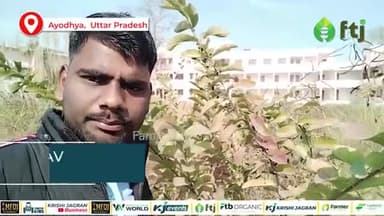 अमरूद की खेती के लिए उन्नत किस्में और उनकी विशेषताएं
#guava #farmers #agriculturenews #agriculture #farmingindia