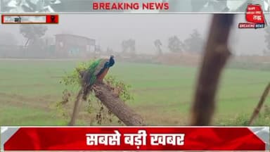 #यूपी में घने कोहरे का #अलर्ट, जारी रहेगी कड़ाके की #सर्दी, जानें #मौसम का हाल