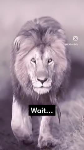 #wait lion in the house #haider