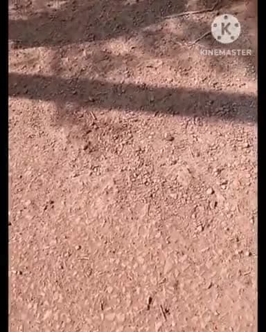 आरंग। ग्राम पंचायत चोरभट्टी में सीसी रोड कार्यो में भारी गड़बड़ी 3 महीने में ही उखड़ा #आरंग #रायपुर #भ्रष्टाचार