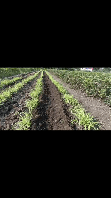 #Petrol #Engine #Power #Weeder With Ridger attachments. Call-9999087359 Add-MK Krishi Yantra, #Bhootpuri, #Bijnor, U.P.