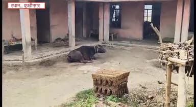 ग्रामसभा पृथ्वीपुर में घरेलू उपयोग हेतु बना पंचायत भवन।
@myogiadityanath @myogioffice #kushinnagaer