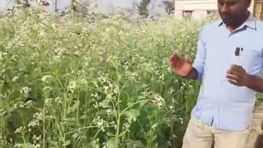 Radish seed production: मूली की फसल से बीज उत्पादन लेने का तरीका और इसके फायदे
#radishfarming #farming #agriculture