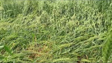बौंली: बेमौसम बरसात से फसलों में नुकसान
#kheti @, read news#, no fikar,