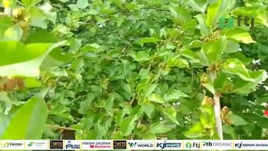 Shahtoot Benefits: शहतूत के फल के अद्भुत औषधि गुण
#shahtootbenefits #agriculturetoday #farming #agriculture #farm