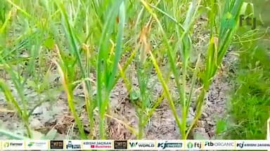 जानिए लहसुन की खेती कब और कैसे करें, A to Z जानकारी
#garlicfarming #garlic #agriculure #farmers