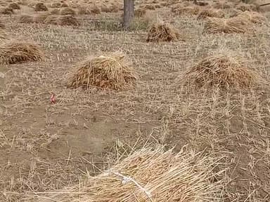 श्रीडूंगरगढ़: #kisan #kisani #khetee #bikanercollector #bikaner