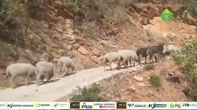 एक बकरी की कीमत 40 हजार, भेड़-बकरी का बिजनेस करने वाले युवा किसान से मिलिए
#farming #sheepfarming