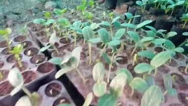 Nursery Management: बढ़ते हुए तापमान से अपनी नर्सरी को कैसे बचाएं
#agriculure #farming