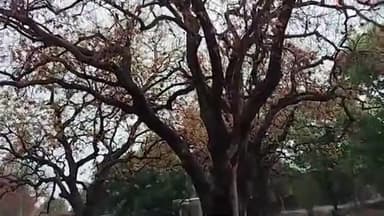 Mahua tree: वीडियो में देखें महुआ के बड़े-बड़े पेड़ों की खेती और जानें इसके लाभ
#mahuatree #trees