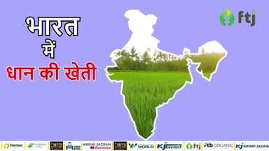 सीड ड्रिल विधि से धान की खेती का आसान तरीका
#agriculturesector #farm #farmersbenefits