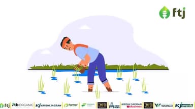Basmati Top Paddy Variety: बासमती धान की सबसे बेहतरीन किस्में
#paddy #basmatirice #agricultural