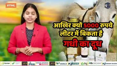 जानें आखिर क्यों 5000 रुपये लीटर में बिकता है गधी का दूध
#donkeymilk #donkeys #milkproduct #business