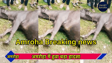 10 भेसों की हुई मोत “amroha “ में हुवा बड़ा हादसा “ Amroha short circuit
#smartamroha #amroha_news #barekingnews