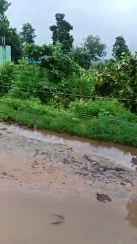 लगातर तेज बारिश के कारण कुनकुरी ( डुगडुगिया )में सामुदायिक भवन के पास रात में #गिरा बरगद का पेड़ नहीं हुई जनहानि