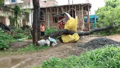 #राजगीर :- बरसात के कारण गिरा नीम का पेड़, आम लोगों को उठाना पड़ा भारी क्षति।