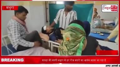 कान्हा की नगरी मथुरा में हर रोज बंदरों का आतंक बढ़ता जा रहा है
#कान्हा #नगरी #मथुरा #बंदरों #आतंक
