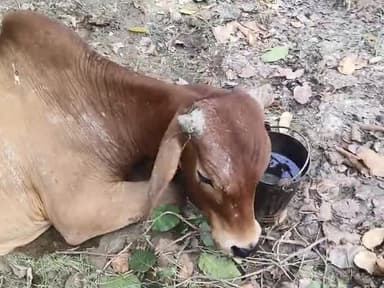 राजा भारिया जंगल बलरामपुर से उतरौला मार्ग
Raja bhariya jangal
#cmyogi
#balrampur#Uttarpradesh #animal#safe
